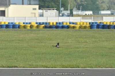 01/05/2011 : Challenge Minarelli Ouest - Le Mans (Photos Patrick Lascombes) 2011 — karting