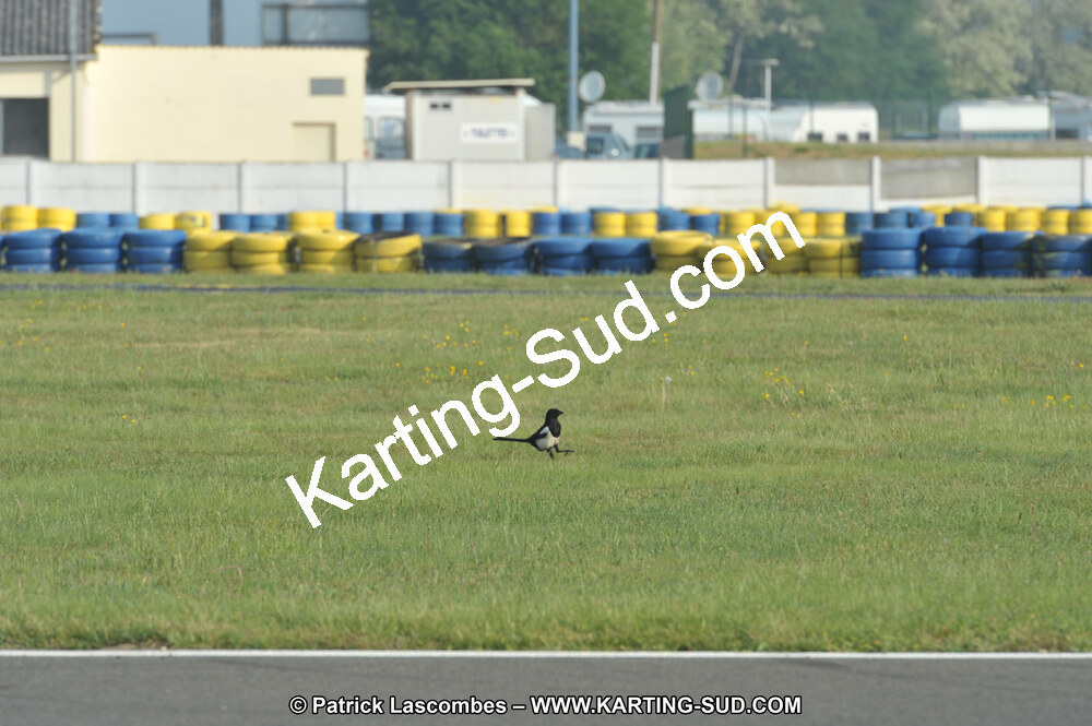 01/05/2011 : Challenge Minarelli Ouest - Le Mans (Photos Patrick Lascombes) 2011 — karting