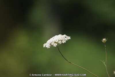 25 & 26/06/2011 : Trophée International Bruno Grana à Lavelanet (Photos Antoine Camblor) 2011 — karting