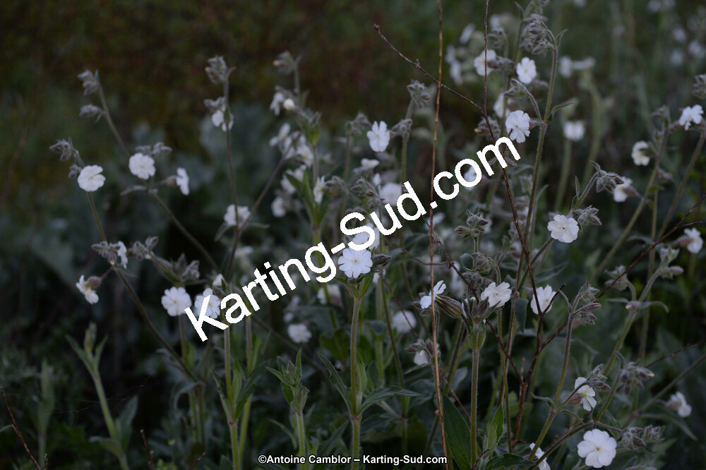 DSC_1332.jpg