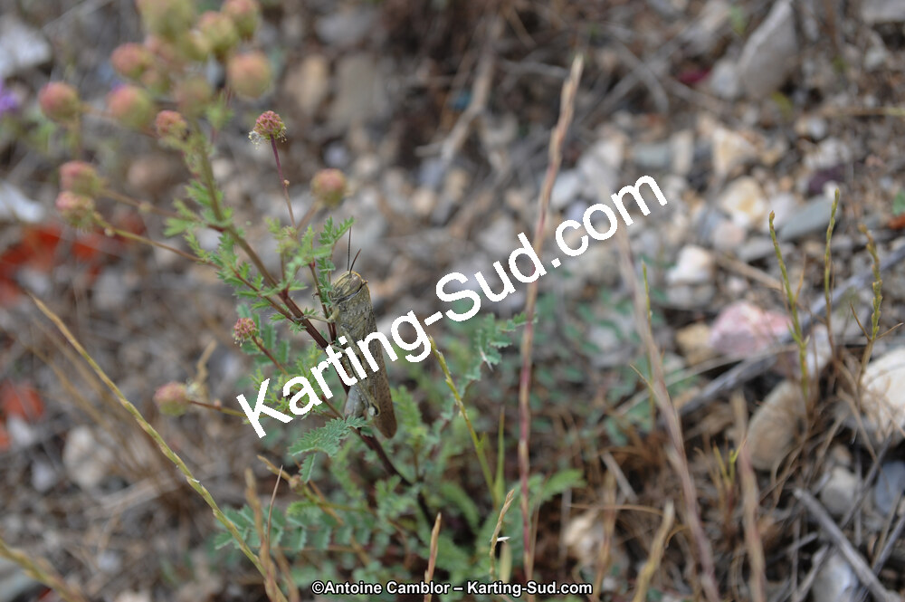 DSC_7194.jpg