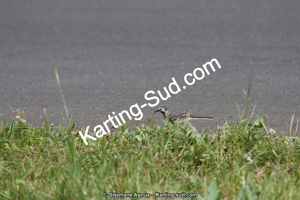 28 & 29/05/2016 : 4ème manche du Championnat du Sud 2016 à Ganges (Photos Stéphane Agnus) 2016 — karting