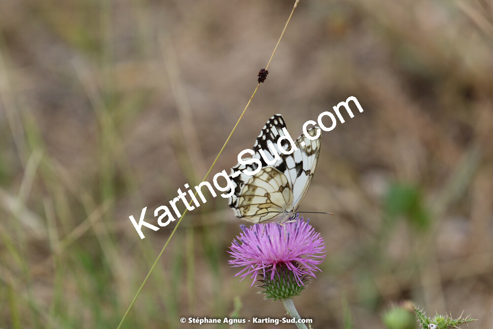 1G8A8689.jpg