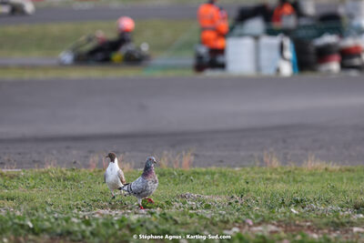 24 & 25/09/2022 : 5ème manche du Championnat du Sud 2022 au circuit Fun Kart Brissac à Ganges (photos Stéphane Agnus) 2022 — karting
