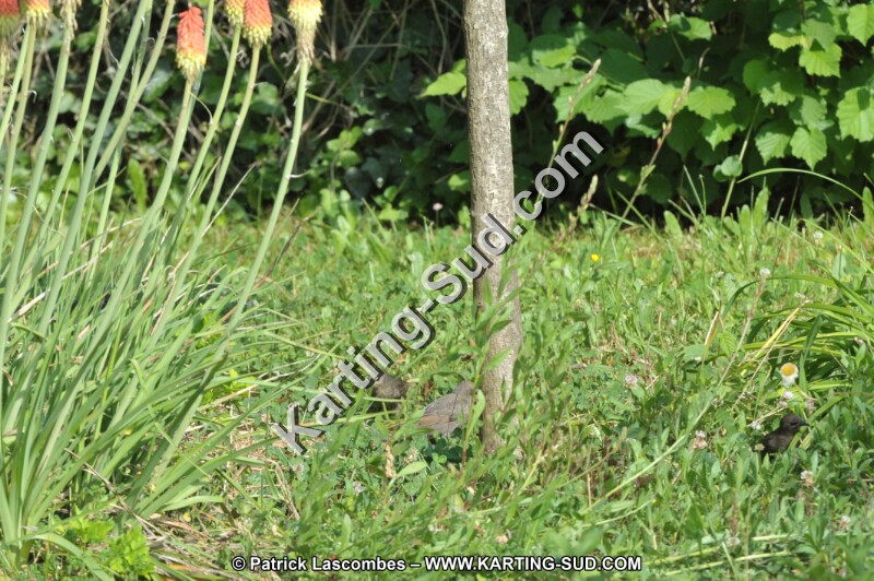 DSC_9598.JPG